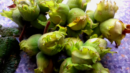 Hazelnut Pesto